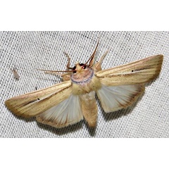 /filer/webapps/moths/media/images/P/prominens_Mythimna_A_Braun_20.jpg