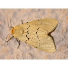 /filer/webapps/moths/media/images/E/eugraphica_Leucaloa_A_Heyns.jpg