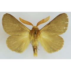 /filer/webapps/moths/media/images/D/decolorata_Lasiocampa_AM_Stroehle_01.jpg