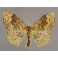 /filer/webapps/moths/media/images/N/nitidata_Epicosymbia_A_ZSM_01.jpg