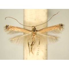 /filer/webapps/moths/media/images/F/ficina_Acrocercops_PT_TMSA6225.jpg