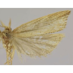 /filer/webapps/moths/media/images/A/addisalema_Parabactra_AF_Trematerra.jpg