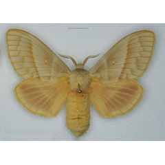 /filer/webapps/moths/media/images/V/venosa_Bombycopsis_AF_Ihle.jpg