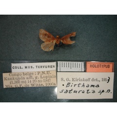 /filer/webapps/moths/media/images/S/saturata_Birthama_HT_RMCA_01.jpg