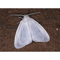 /filer/webapps/moths/media/images/L/liturata_Creagra_A_Roland_01.jpg