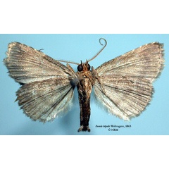 /filer/webapps/moths/media/images/T/tripalis_Bocula_AM_SNHM_02.jpg