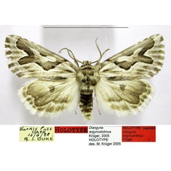 /filer/webapps/moths/media/images/A/argyrostolmus_Diargyria_HT_TMSA.jpg