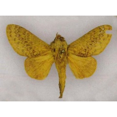 /filer/webapps/moths/media/images/F/flamerchena_Pachytrina_PTM_RMCA.jpg