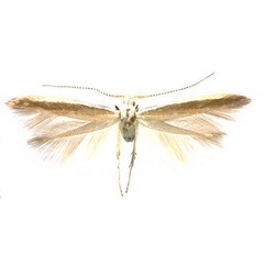 /filer/webapps/moths/media/images/C/capitensis_Coleophora_HT_ZMHB.jpg