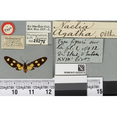 /filer/webapps/moths/media/images/A/agatha_Naclia_HT_BMNHa.jpg