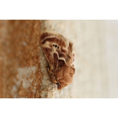 /filer/webapps/moths/media/images/M/melanosticta_Ctenolita_A_Voaden_01.jpg