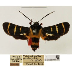 /filer/webapps/moths/media/images/A/auristrigata_Trichobaptes_AF_NHMUK_03.jpg