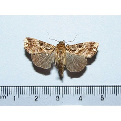 /filer/webapps/moths/media/images/M/maillardi_Callopistria_A_Goff_02.jpg