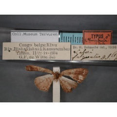 /filer/webapps/moths/media/images/F/fulgurata_Cabera_HT_RMCA_01.jpg