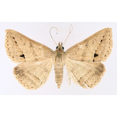 /filer/webapps/moths/media/images/S/stictigramma_Gesonia_AF_TMSA_02.jpg