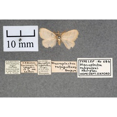 /filer/webapps/moths/media/images/R/rufopallens_Macroplectra_ST_OUMNH_01.jpg