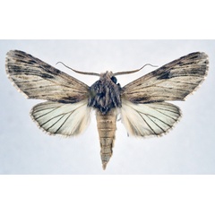 /filer/webapps/moths/media/images/I/iridescens_Iridoplitis_AM_NHMO.jpg