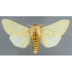 /filer/webapps/moths/media/images/R/rhodeosemena_Antheua_A_RMCA_01.jpg