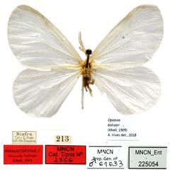 /filer/webapps/moths/media/images/B/bolivari_Stracena_PLT_MNCN.jpg