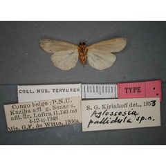 /filer/webapps/moths/media/images/P/pallidula_Aglossosia_HT_RMCA_02.jpg