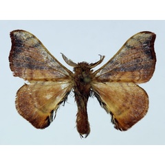 /filer/webapps/moths/media/images/D/distincta_Racinoa_PT_Basquin_01.jpg