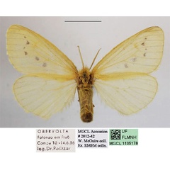 /filer/webapps/moths/media/images/A/adspersa_Crorema_AM_MGCLa.jpg