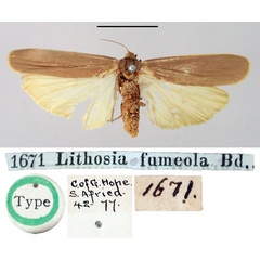 /filer/webapps/moths/media/images/F/fumeola_Lithosia_HT_BMNH.jpg