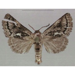 /filer/webapps/moths/media/images/G/goellnerae_Arbelodes_HT_MfN.jpg