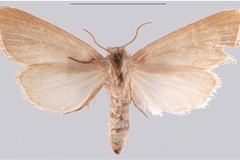 Sesamia soyema