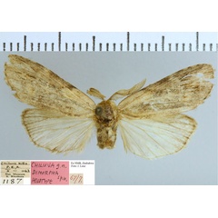 /filer/webapps/moths/media/images/D/dimorpha_Psalisodes_HT_NMB.jpg