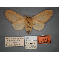 /filer/webapps/moths/media/images/A/argyrostigma_Epitrabala_AT_RMCA_02.jpg