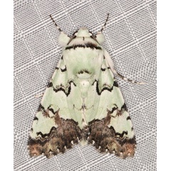 /filer/webapps/moths/media/images/M/marmorifera_Bamra_A_Heyns_01.jpg