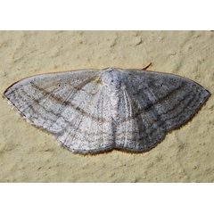 /filer/webapps/moths/media/images/S/sedata_Somatina_A_Grobler.jpg