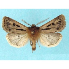 /filer/webapps/moths/media/images/S/semiomelas_Agrotis_01.jpg