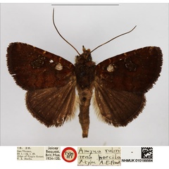 /filer/webapps/moths/media/images/P/poecila_Amyna_HT_NHMUK.jpg