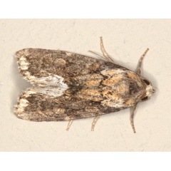 /filer/webapps/moths/media/images/V/varicolora_Deltote_A_Heyns_02.jpg