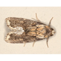 /filer/webapps/moths/media/images/V/varicolora_Deltote_A_Heyns_02.jpg