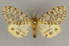 Paramaenas nephelistis hecate