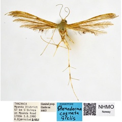 /filer/webapps/moths/media/images/C/cognata_Stenodacma_PT_NHMO_dx3fa3m.jpg