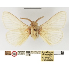 /filer/webapps/moths/media/images/P/pura_Beralade_HT_NHMUK.JPG