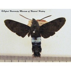 /filer/webapps/moths/media/images/C/commasiae_Leucostrophus_A_OUMNH.jpg