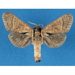 /filer/webapps/moths/media/images/O/odzalaensis_Haberlandia_PTF_RMCA_cAF4KRx.jpg