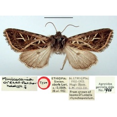 /filer/webapps/moths/media/images/O/oreias_Mimleucania_HT_BMNH.jpg