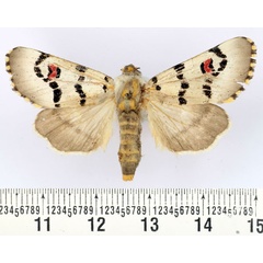 /filer/webapps/moths/media/images/D/delamarei_Diaphone_AF_BMNH.jpg