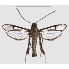 /filer/webapps/moths/media/images/Z/zebracox_Crinitus_PTM_SMNS.jpg