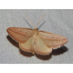 /filer/webapps/moths/media/images/T/textilis_Anthemoctena_A_Grobler.jpg