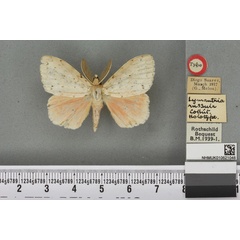 /filer/webapps/moths/media/images/R/russula_Lymantria_HT_BMNHa.jpg