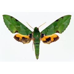 /filer/webapps/moths/media/images/M/megaera_Euchloron_A_Basquin.jpg