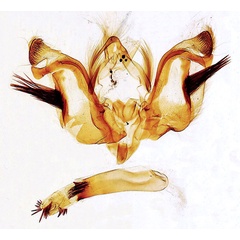 /filer/webapps/moths/media/images/F/furvilinea_Dicerogastra_GM_HH25045.jpg