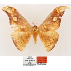/filer/webapps/moths/media/images/P/praedicta_Goodia_HT_RBINS_01_Gnnev8l.jpg